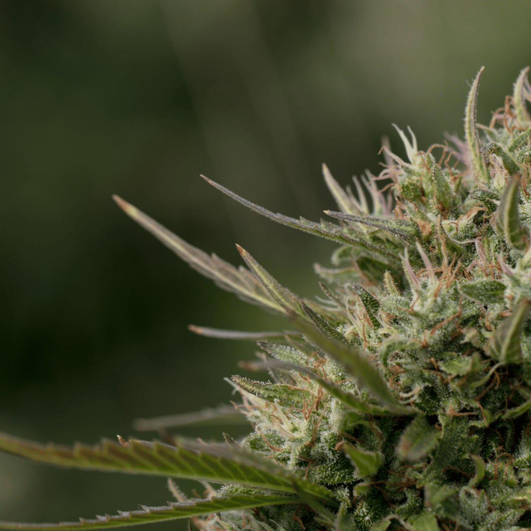 Avoir une peau nette naturellement : routine de soins vegan au CBD