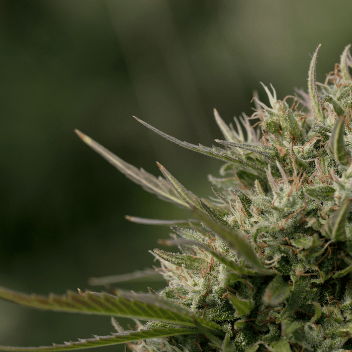 Avoir une peau nette naturellement : routine de soins vegan au CBD