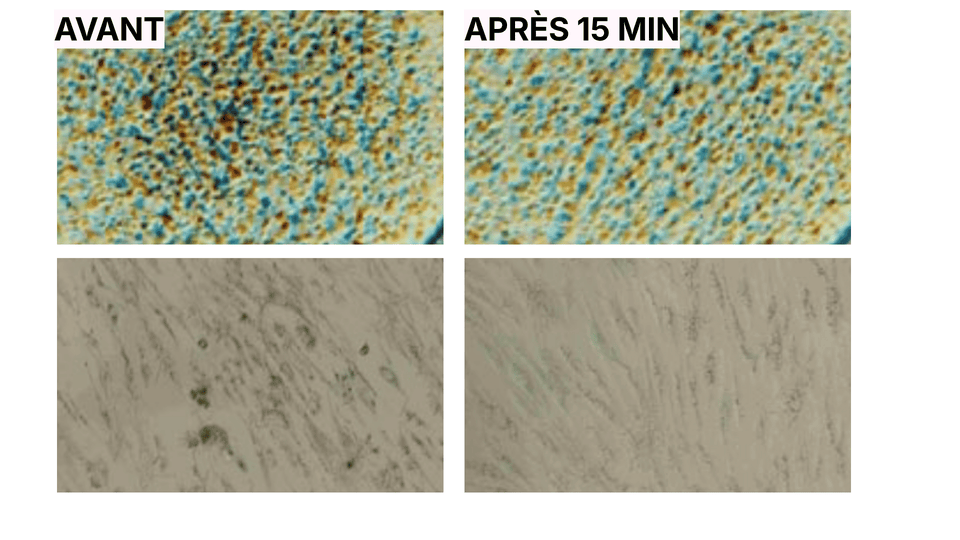 1. Une efficacité mesurée in vivo, pas des promesses